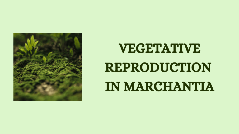 Vegetative Reproduction in Marchantia