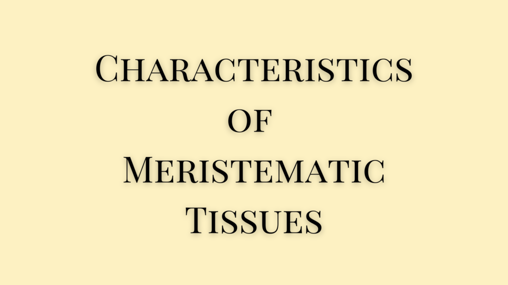 characteristics of meristematic tissues