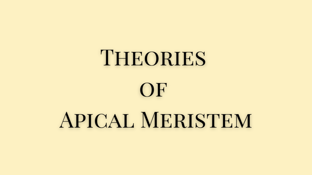 theories of apical meristem