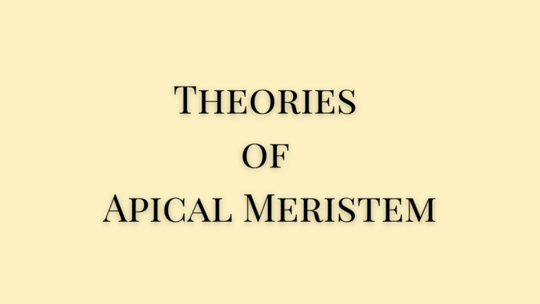 theories of apical meristem