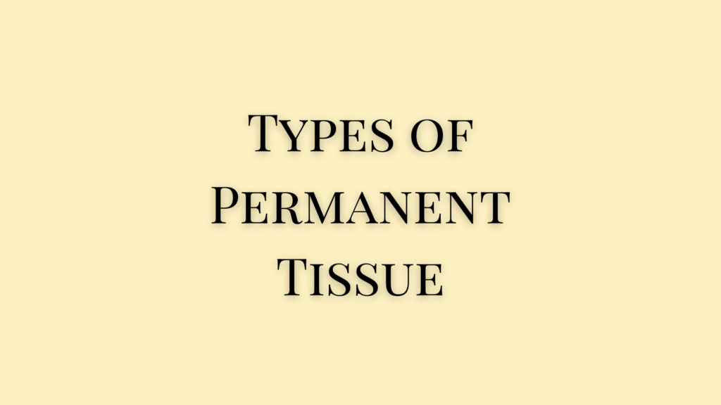 Types of Permanent Tissue