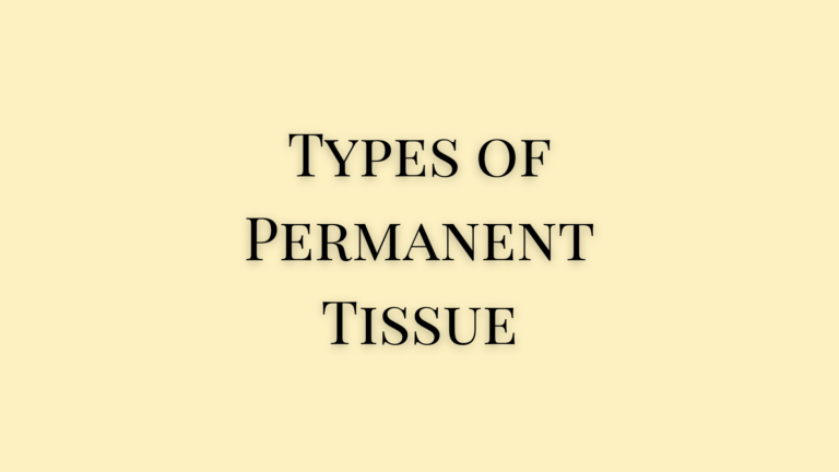 Types of Permanent Tissue