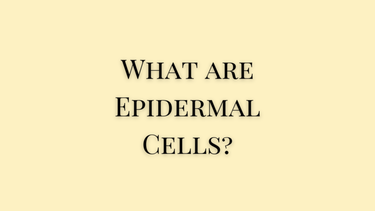 What are Epidermal Cells?