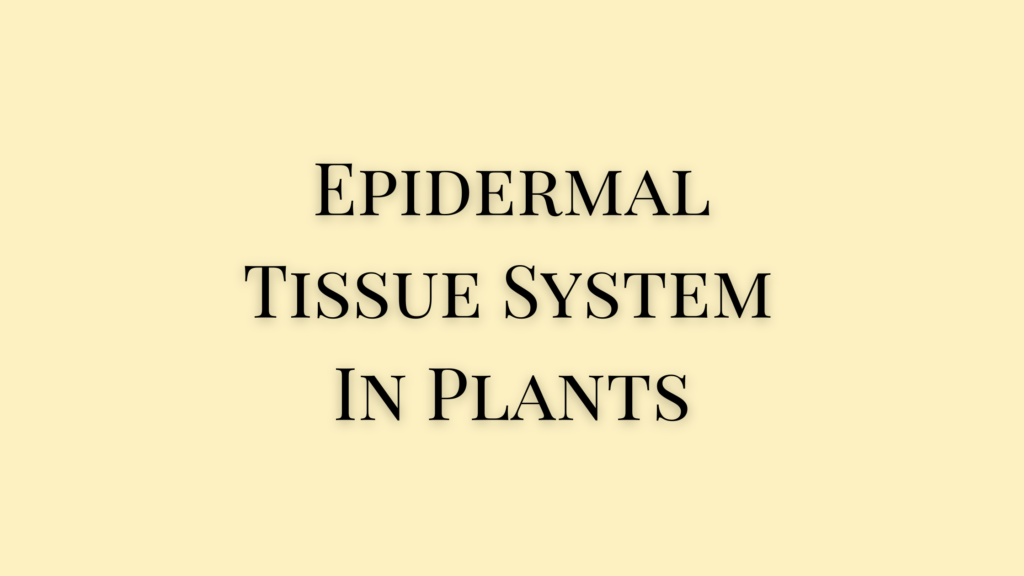 Epidermal Tissue System In Plants