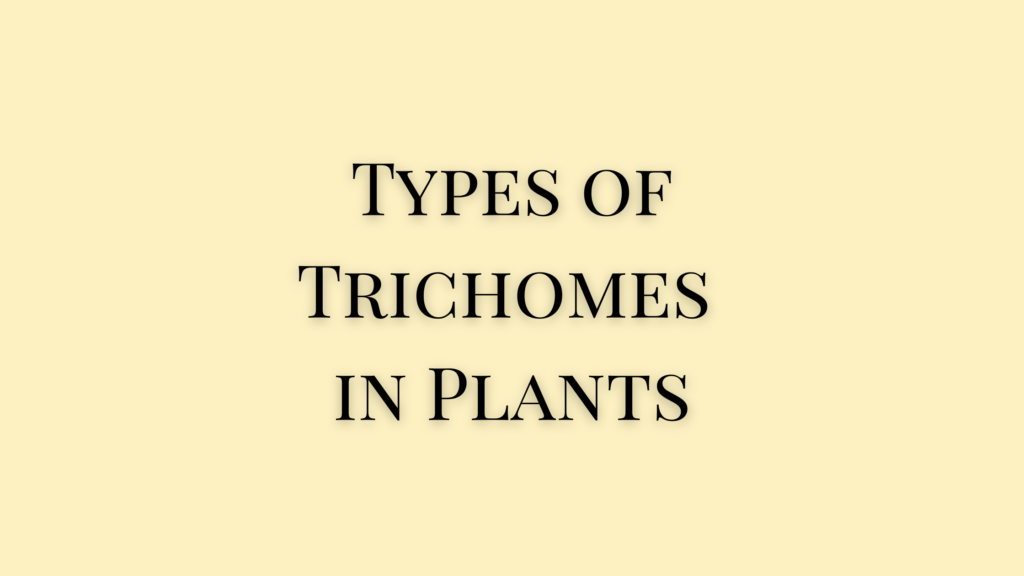 Trichomes in Plants