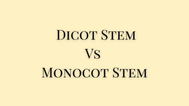 difference between dicot and monocot stem