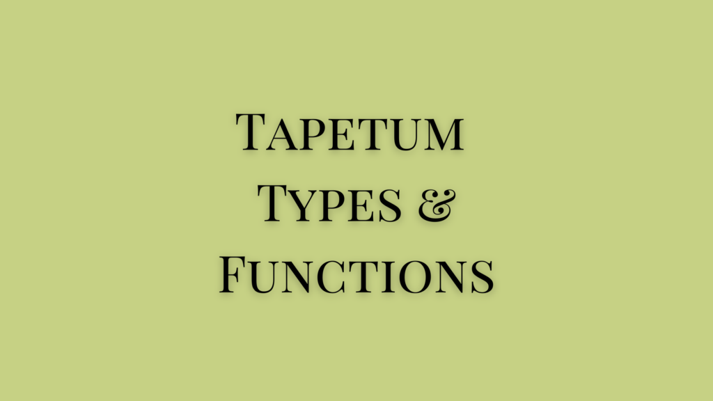 what is tapetum