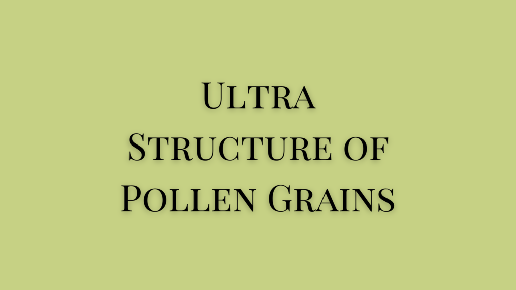 Explain the Structure of Pollen Grain