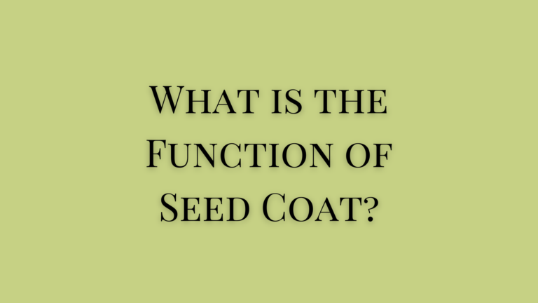 What is the Function of Seed Coat