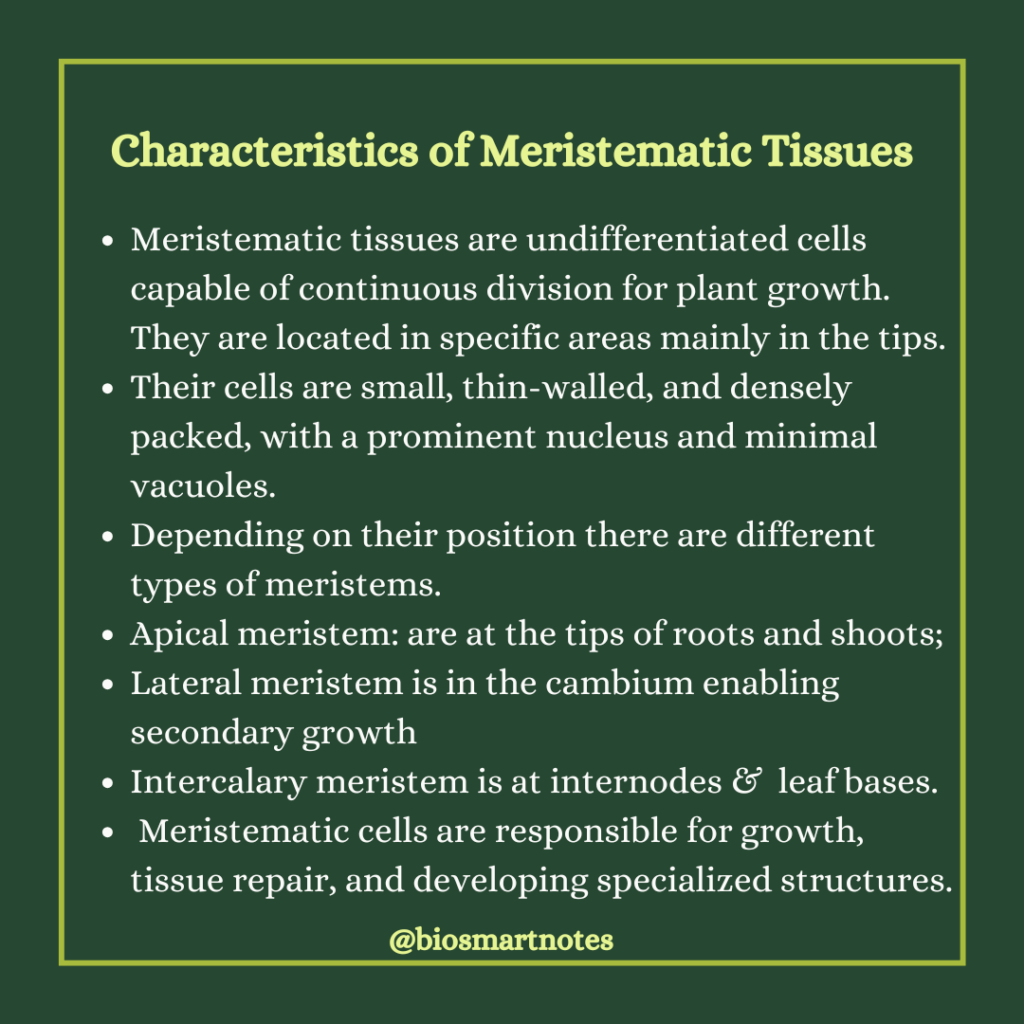 characteristics meristematic tissues