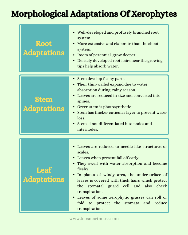 morphological adaptations of xerophytes