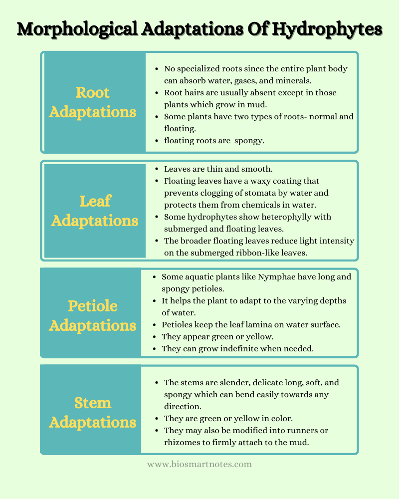 morphological adaptations of hydrophytes