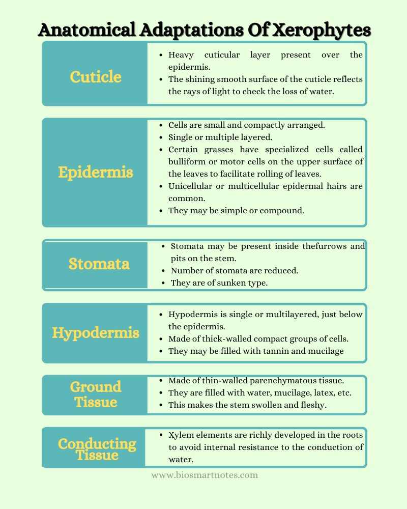 anatomical adaptations of xerophytes