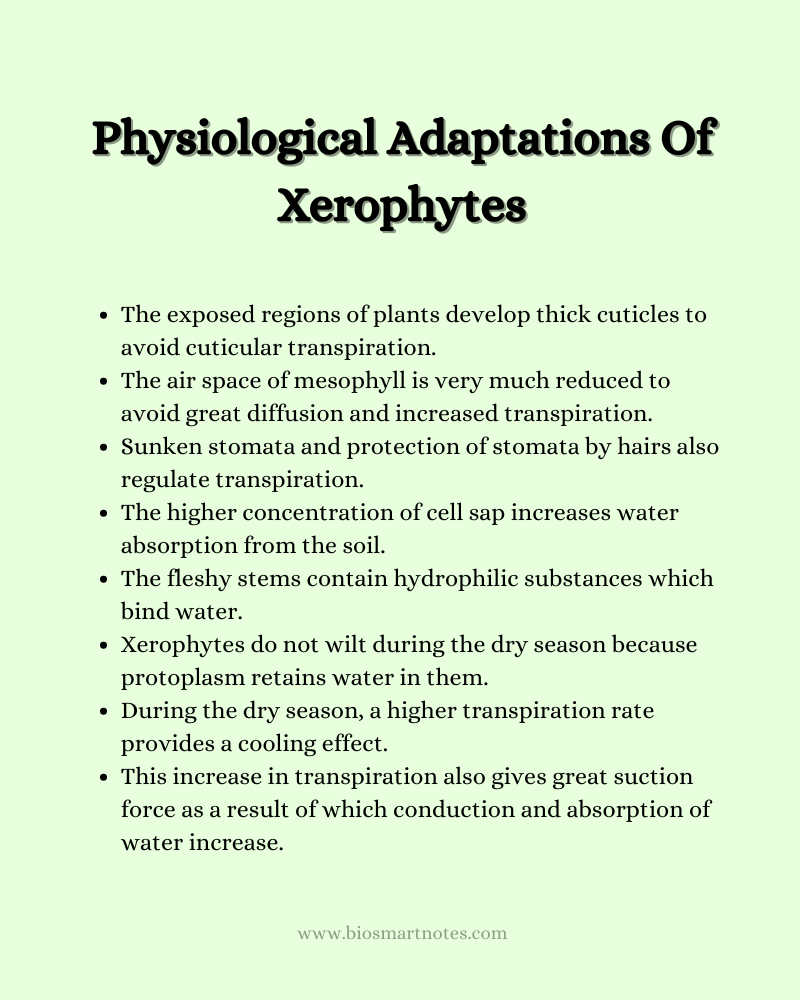 physiological adaptations of xerophytes