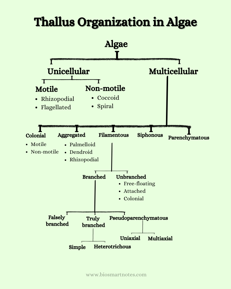 Range of Thallus Organization in Algae - Bio Smart Notes