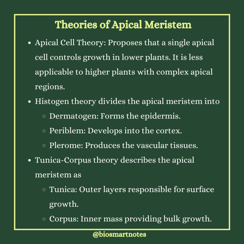 theories of apical meristem