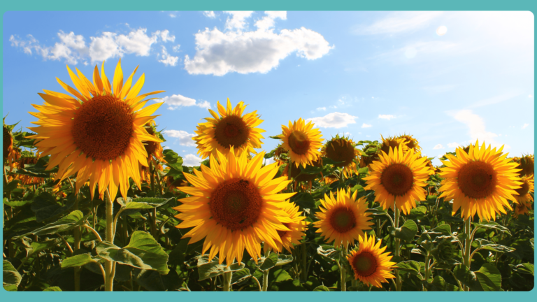 Fertilizer Requirements for Sunflowers