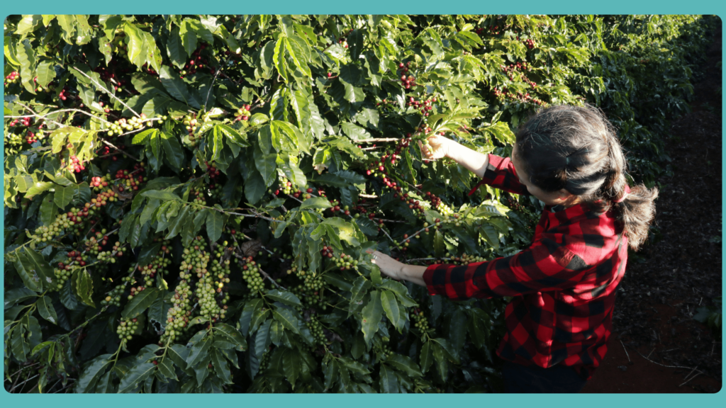 how to increase coffee yield