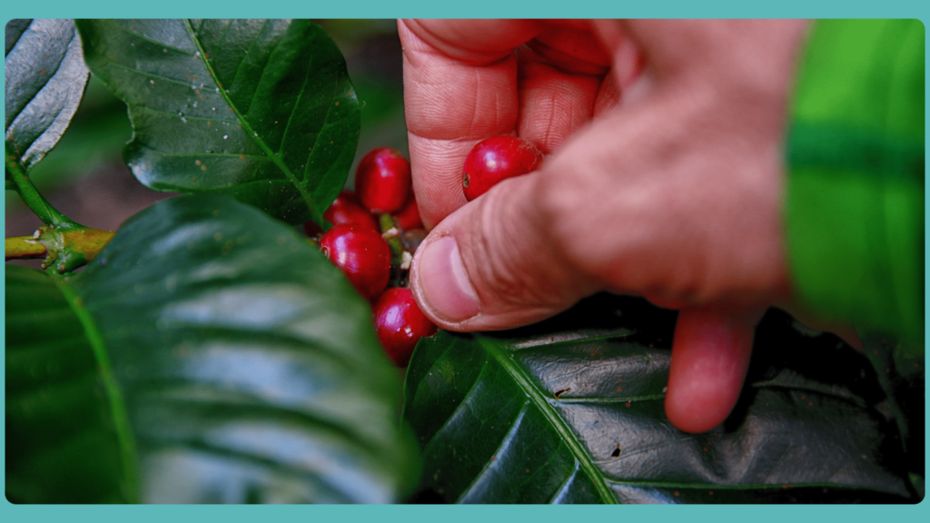 Best Fertilizer for Coffee Plant