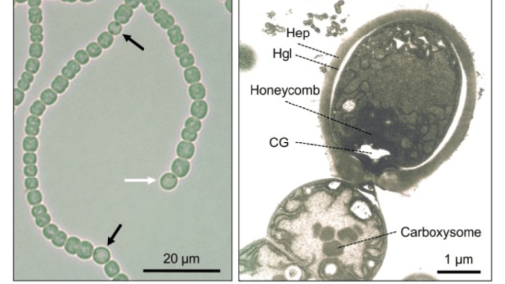 structure of heterocyst