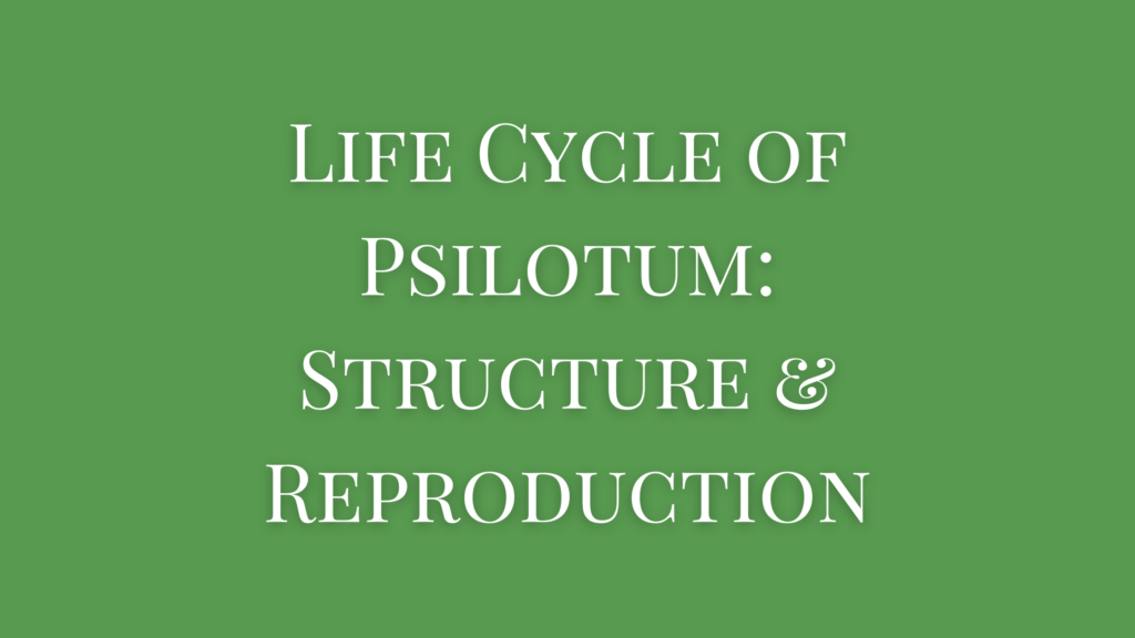 life cycle of psilotum