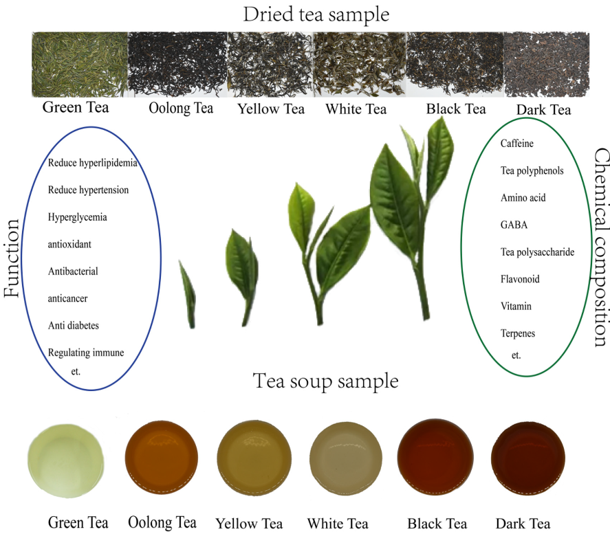 types of tea