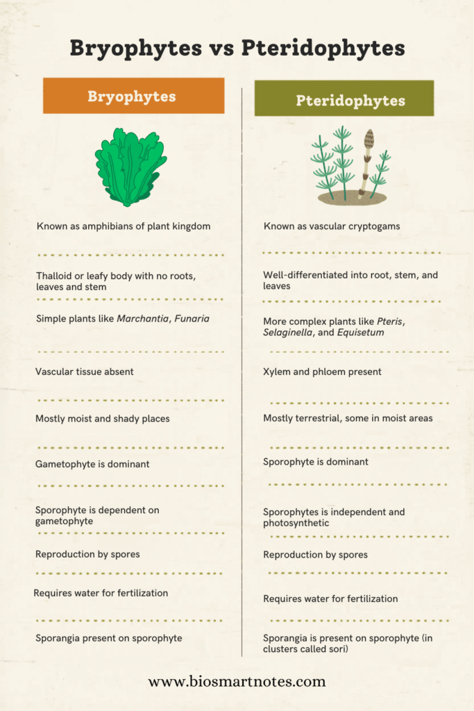 Bryophytes vs Pteridophytes