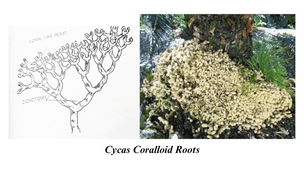 morphology of cycas coralloid roots