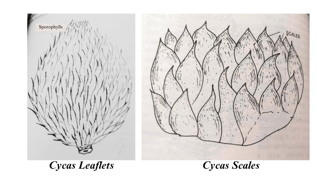 morphology of cycas