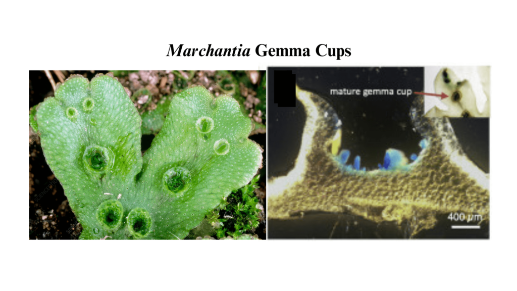 Mrachantia gemma cups