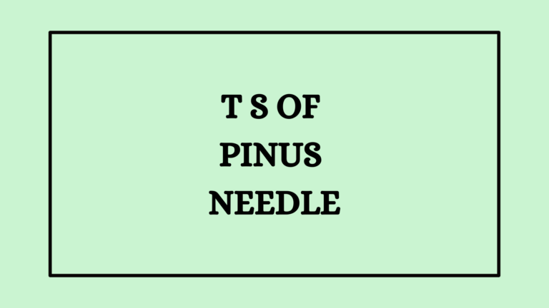 anatomy of Pinus needle