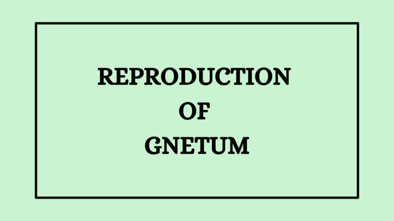 Reproduction of Gnetum