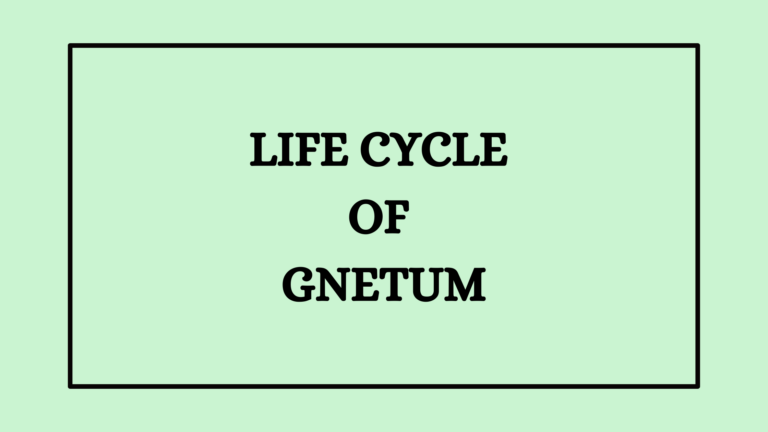 Life Cycle of Gnetum