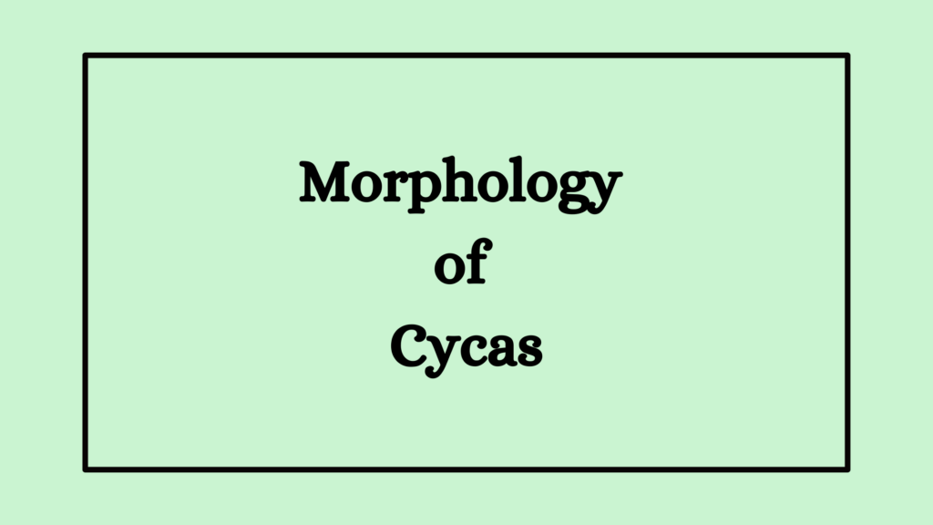 Morphology of Cycas