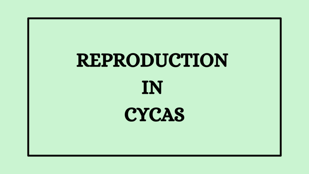 Reproduction in Cycas