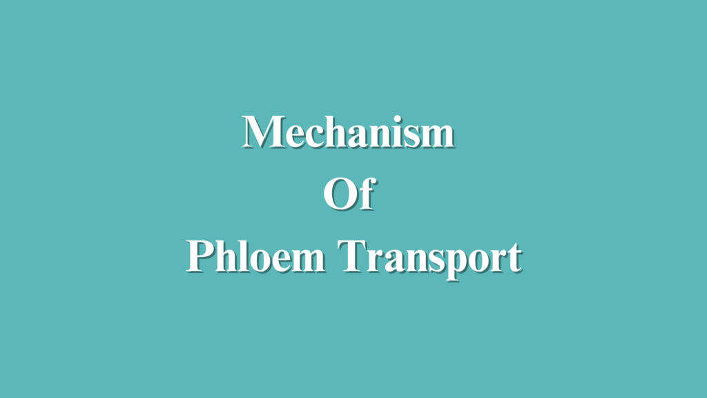 Mechanism Of Phloem Transport