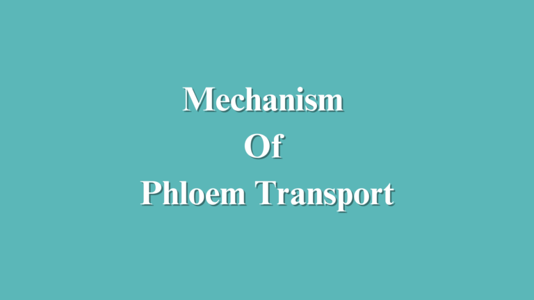 Mechanism Of Phloem Transport