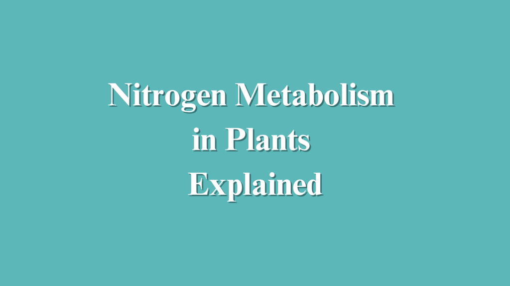 Nitrogen Metabolism in Plants Explained