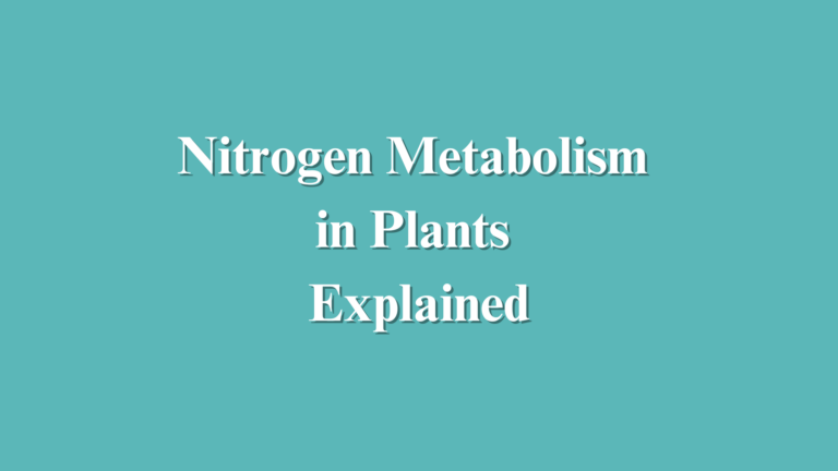 Nitrogen Metabolism in Plants Explained
