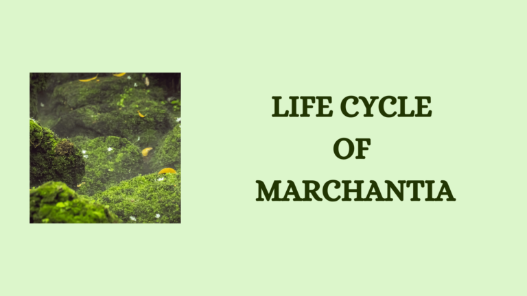 life cycle of Marchantia