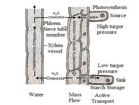 mechanism of phloem transport