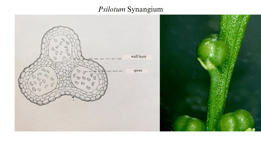 Psilotum synangium