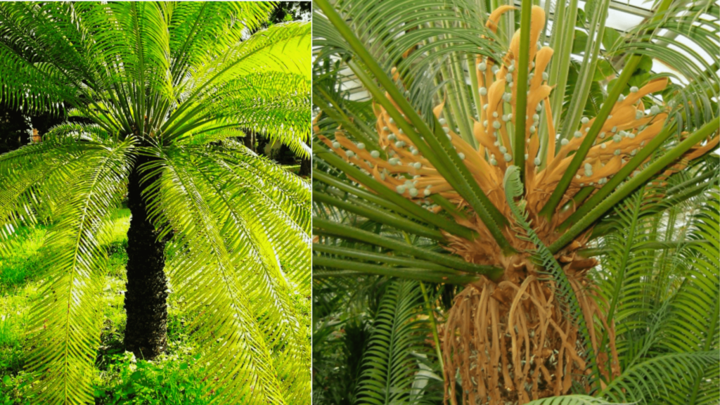 morphology of cycas