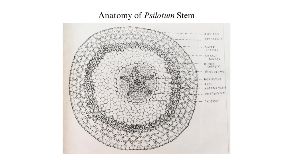 Psilotum stem