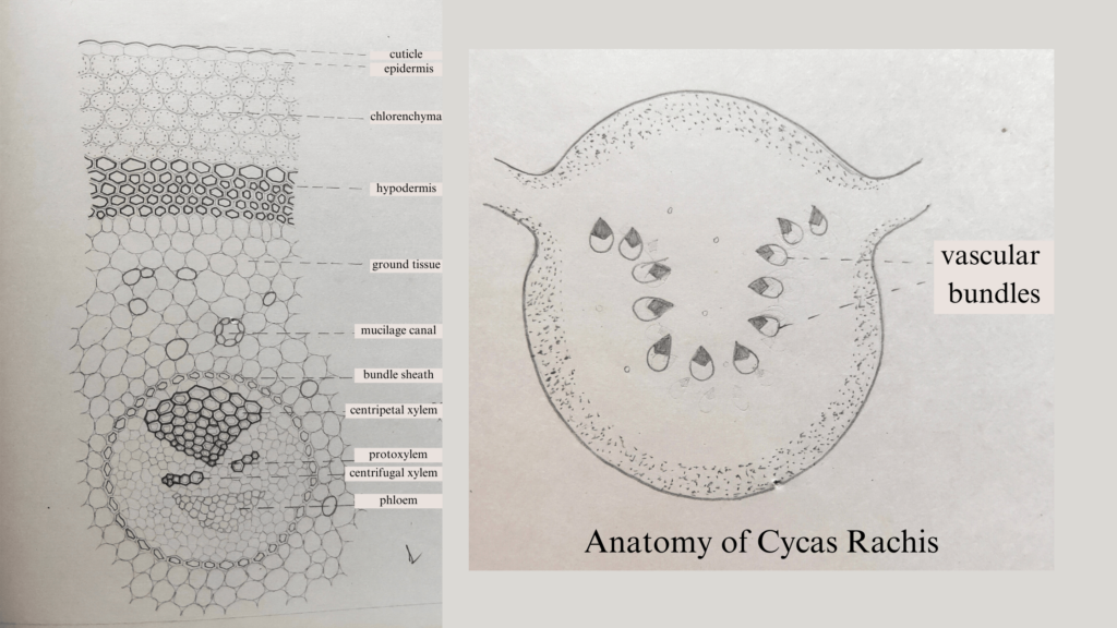 anatomy of cycas