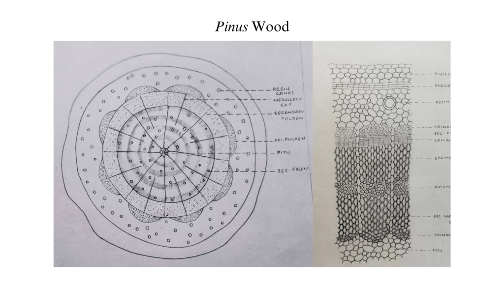 Pinus wood