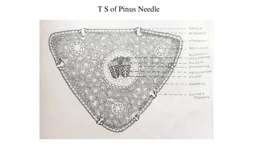 anatomy of Pinus needle