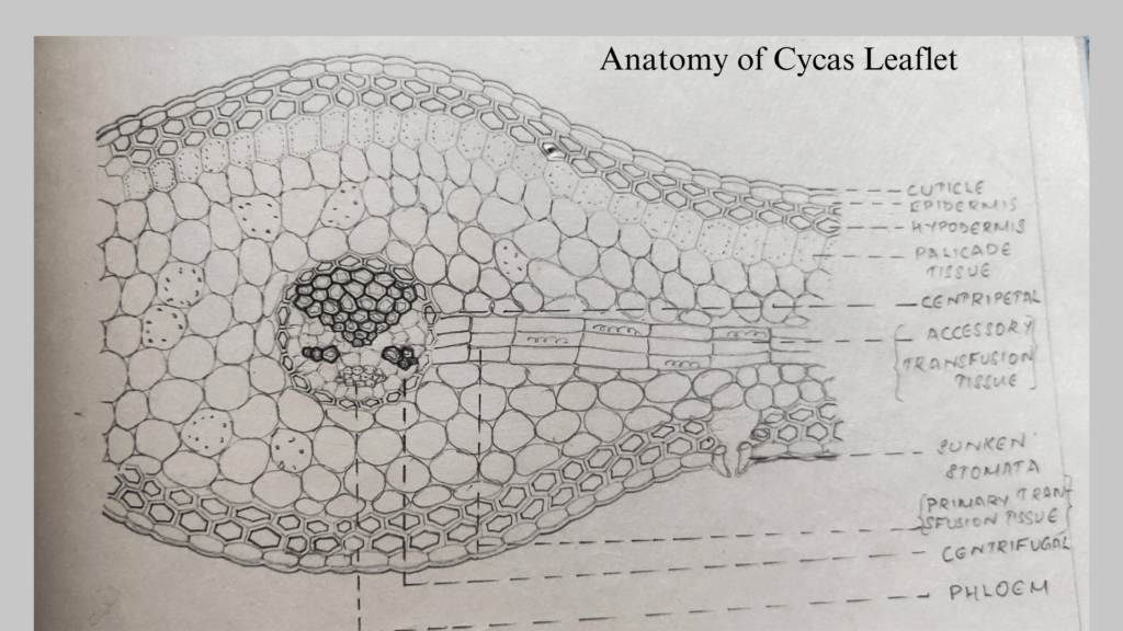 Anatomy of Cycas leaflet