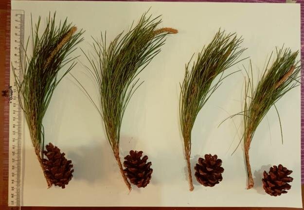 pinus needle foliage leaves