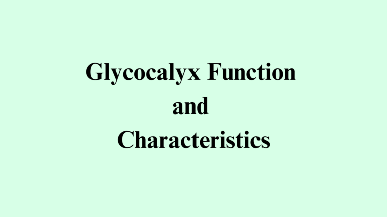 Glycocalyx Function